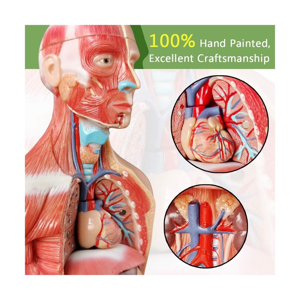 Human Skeleton Model,Skull Model,Heart Models-Best Anatomy Model Bundle Set o...