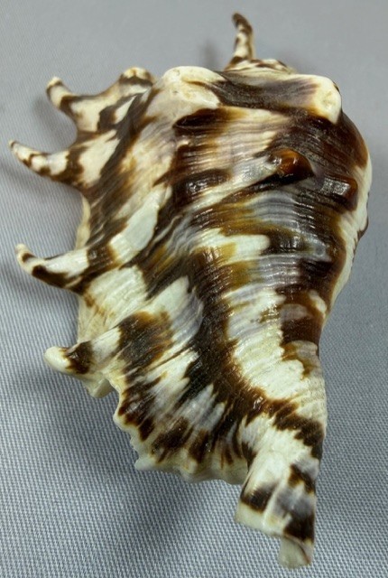 Spider conch shell 98.1 mm lambis lambis Indo Pacific spiny display pattern