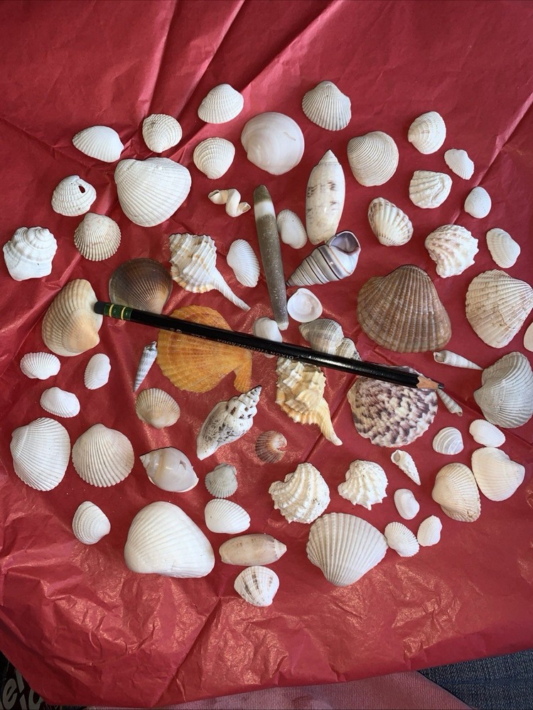 Seashell Lot Various Sizes and Shells Beautiful Selection Craft Beach 50+ Shells