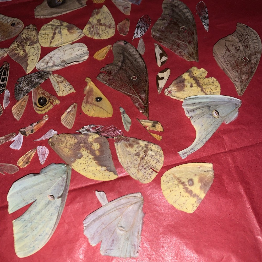 50+ Various Moth Wings Naturally Shed