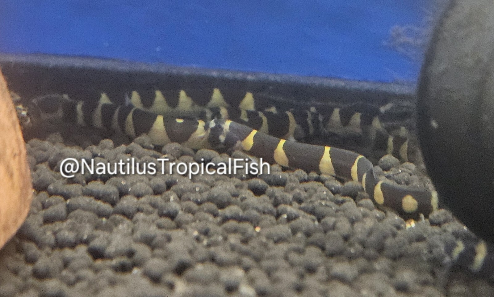 Kuhli Loach - Quarantined & healthy! Fedex 2 day live arrival guaranteed!
