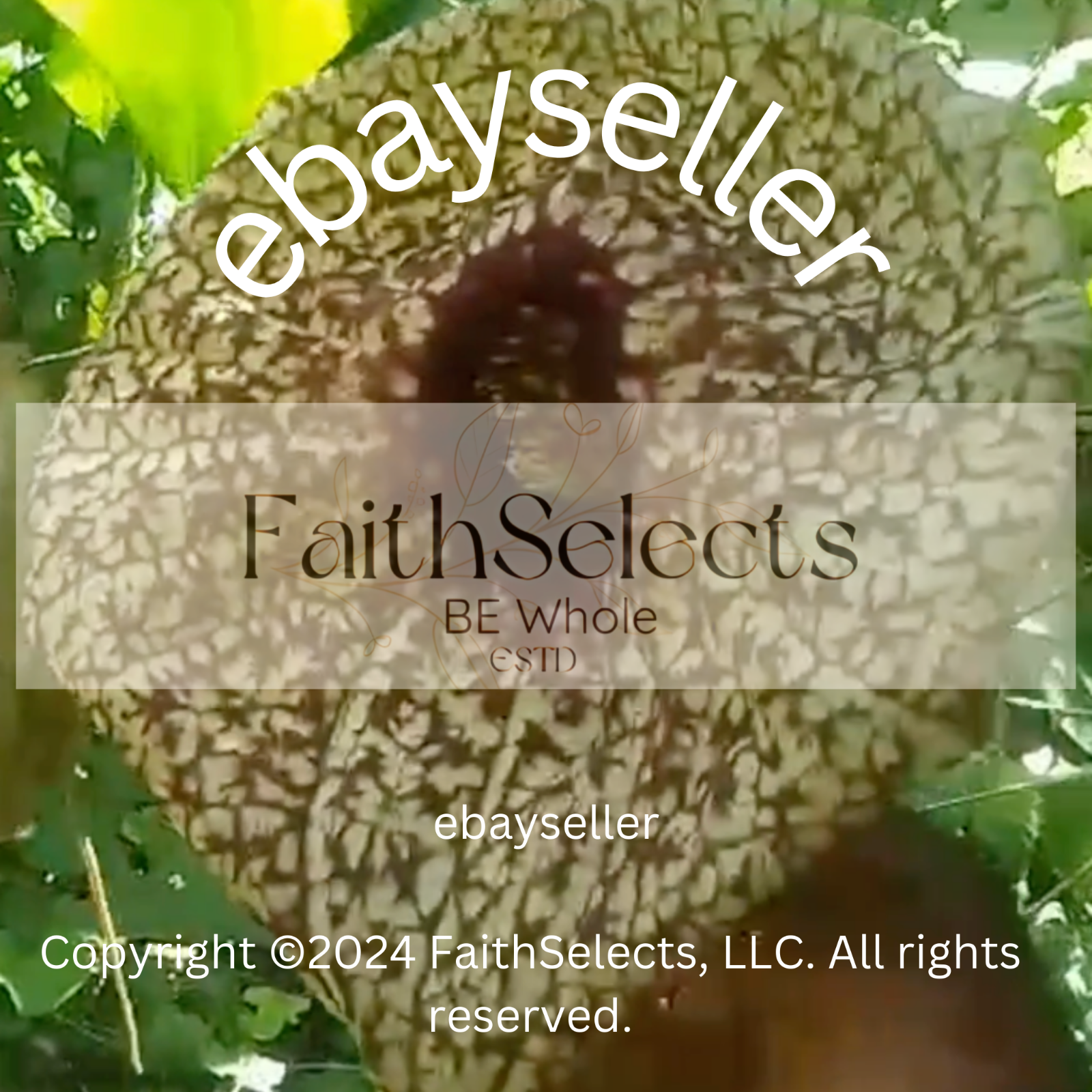 1 duck flower, Duck Flower Detox,Jamaica, Wildcrafted (for adults only)