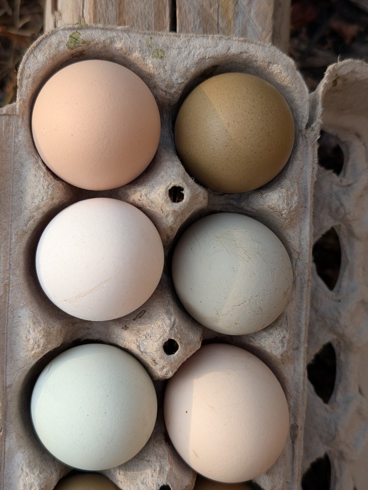Assorted Chicken Hatching Eggs, Mixed Color, Rainbow basket eggs .