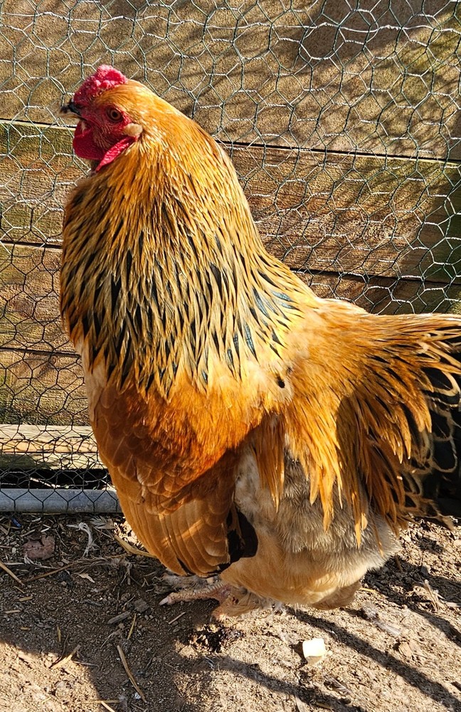 Hatching Eggs Buff Brahma 5+