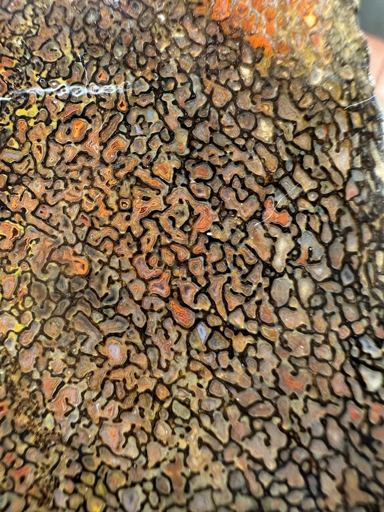 Dinosaur bone rough **hxtled end cut.