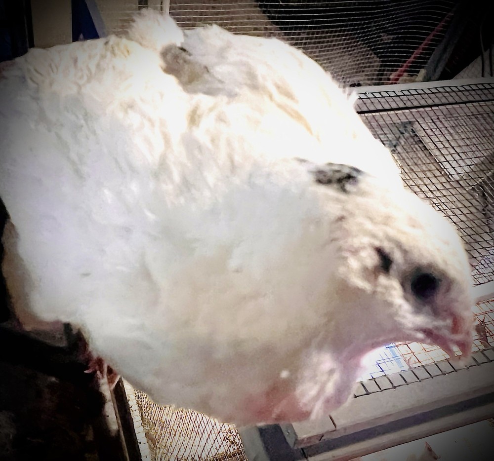 42 + 6 Extra Hatching Coturnix Jumbo Quail