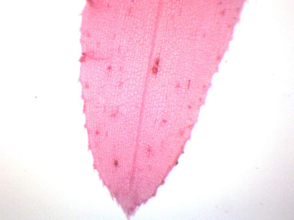 EISCO Elodea, Submerged Leaf Prepared Microscope Slide 75 x 25mm Microscopy