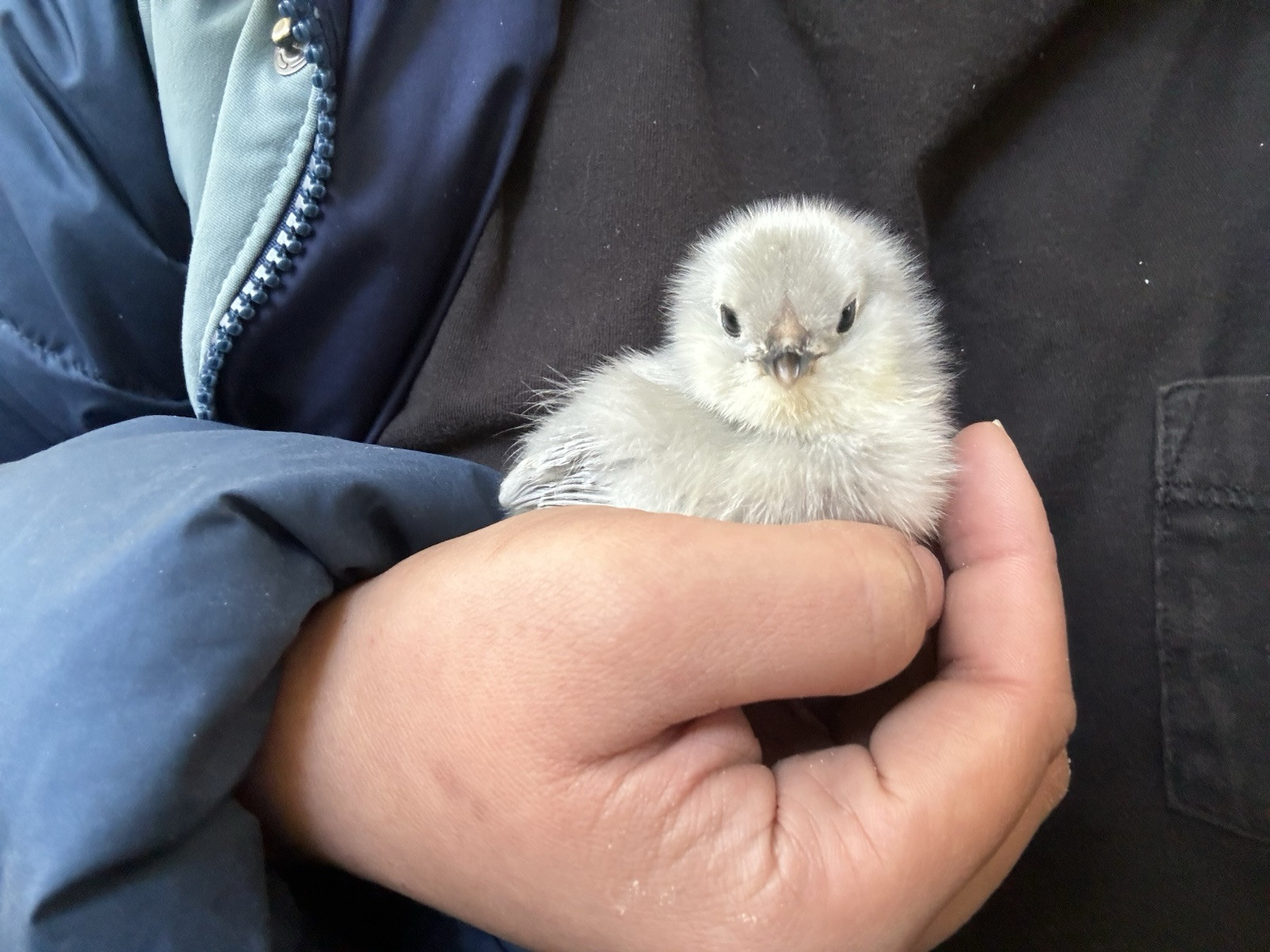 6+ Organically Raised Self Blue Lavender Ameraucana Fertile Hatching Eggs