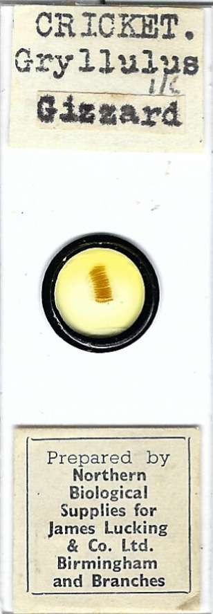 Cricket Gryllulus sp. Gizzard Microscope Slide