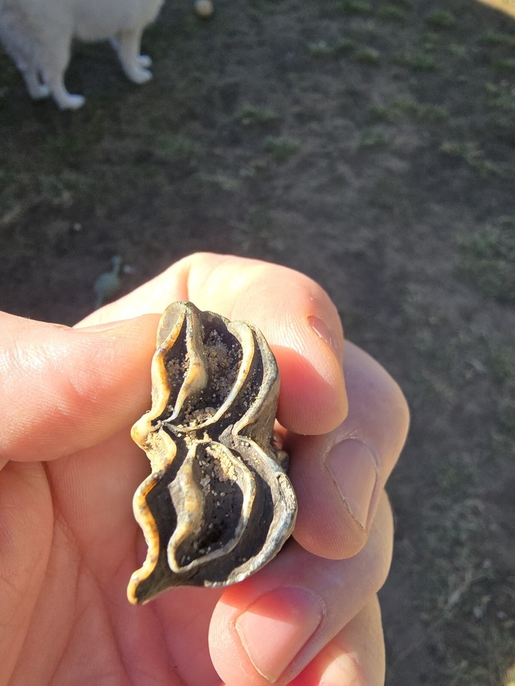 Fossil Bison Teeth Lot