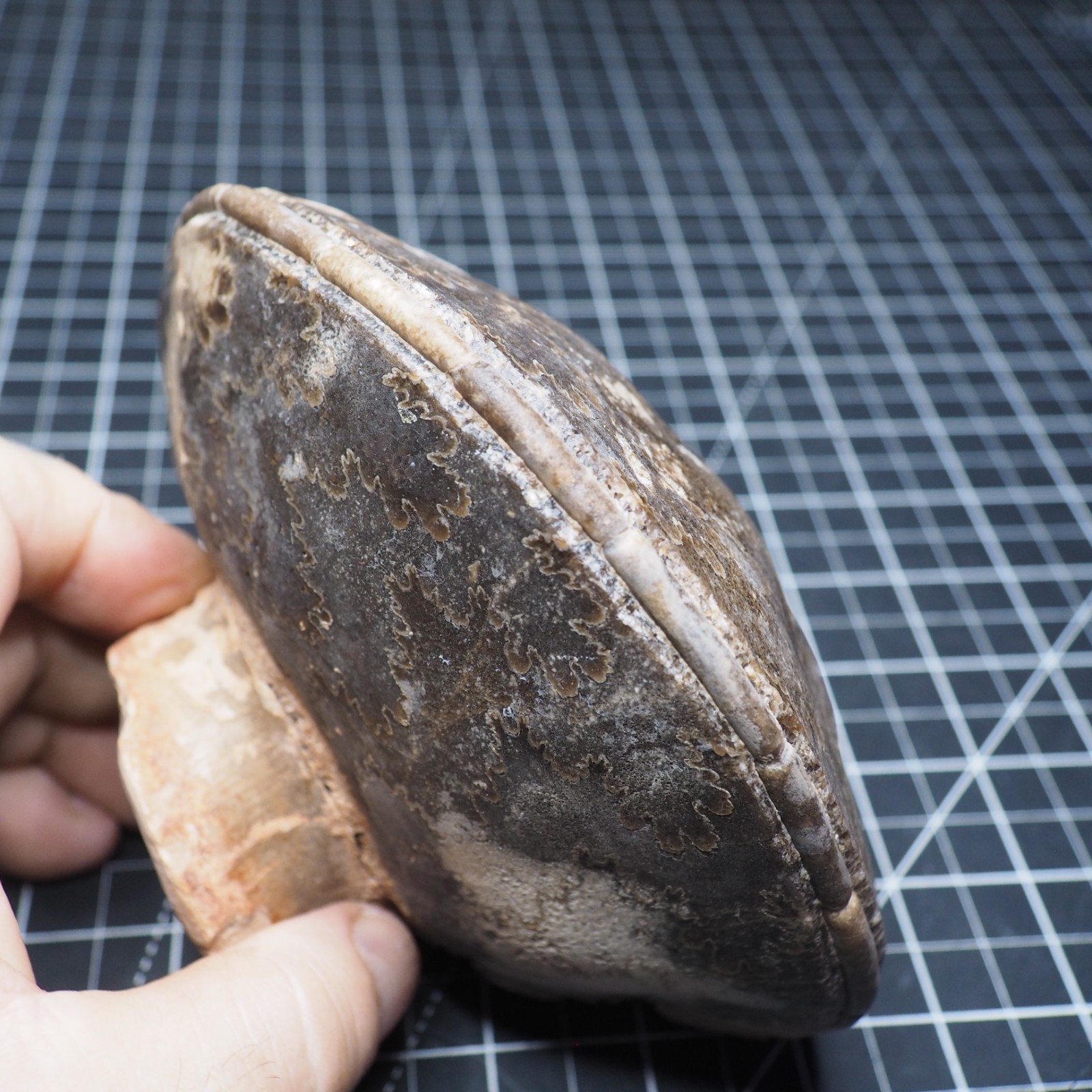 Study Specimen Choffaticeras Ammonite 155 mm 1.7 kg Fossil Siphuncle Cretaceous