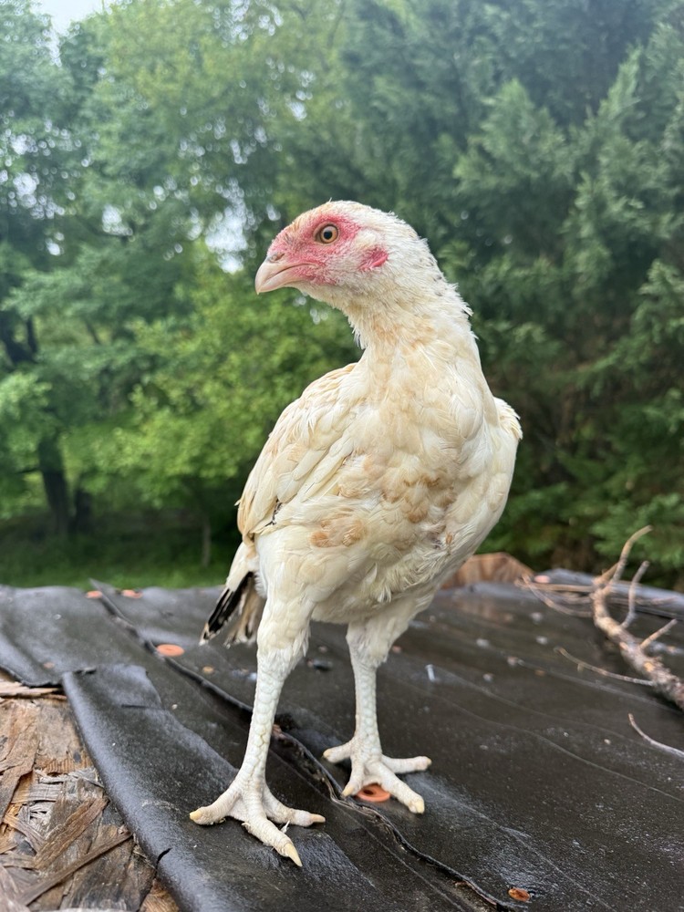 Pakistani Chicken Pullet Hatching Eggs