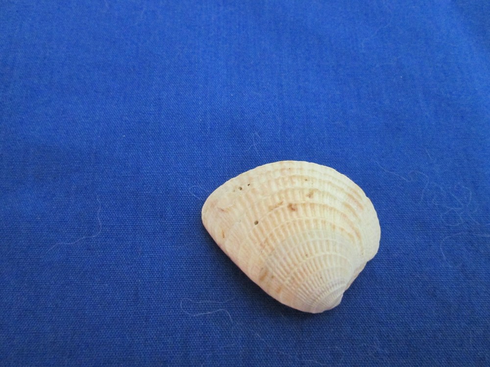 Small Venus Clam Sea Shell-St. Augustine-1"