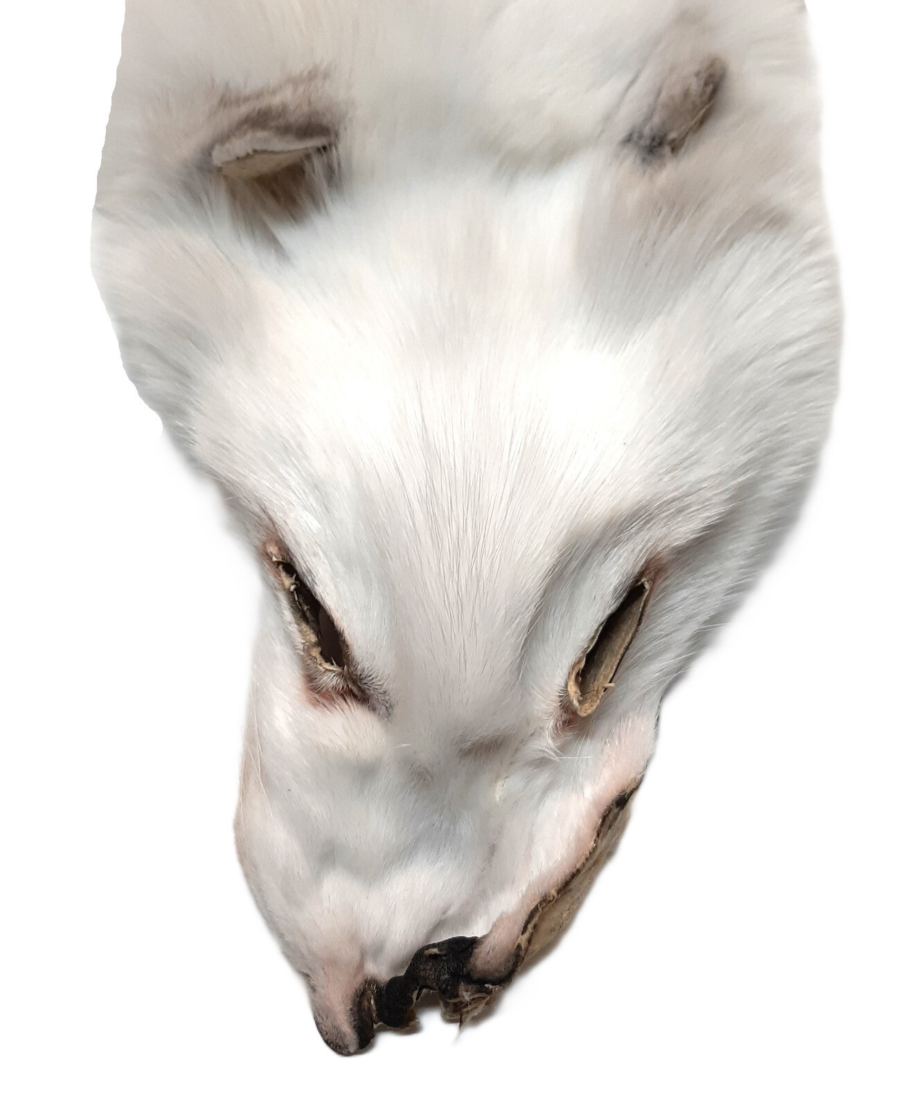 Arctic White Fox Pelt, Ranched - Densely Furred and HUGE