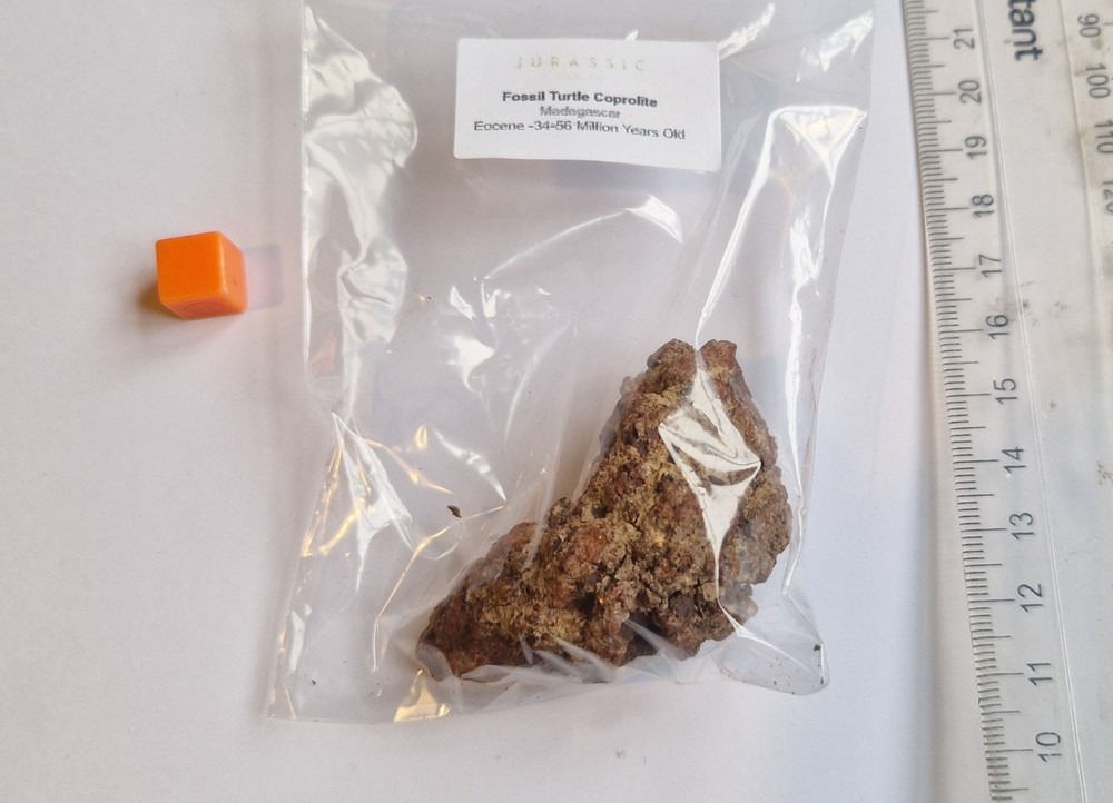 Turtle Coprolite - Madagascar - Fossilised Poo - Eocene