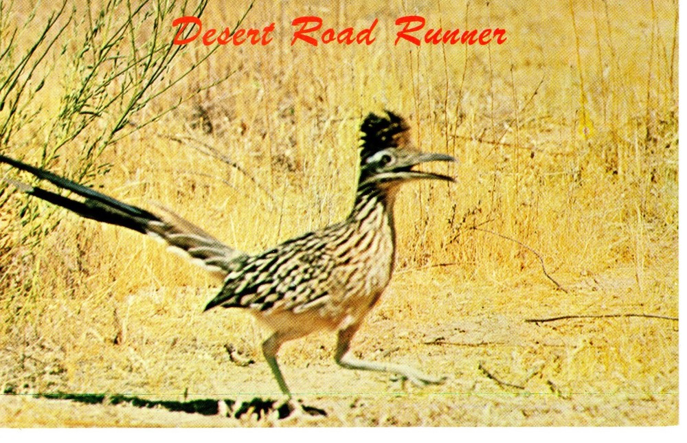 DESERT ROAD RUNNER- PC5313