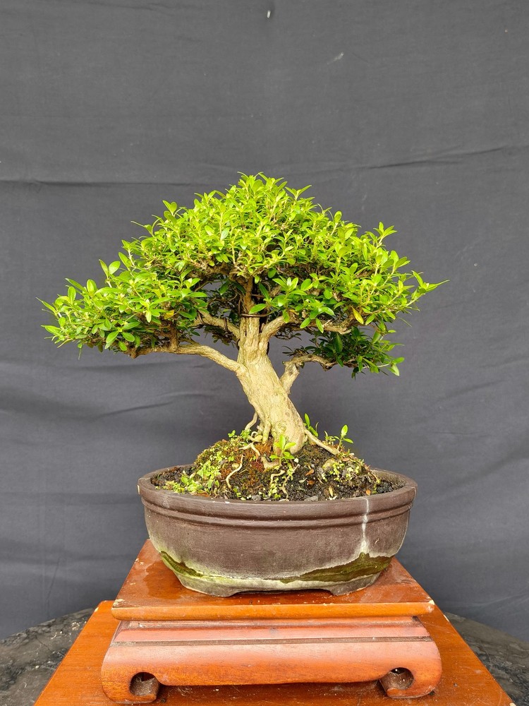 REAL PICTURE BONSAI serissa micro