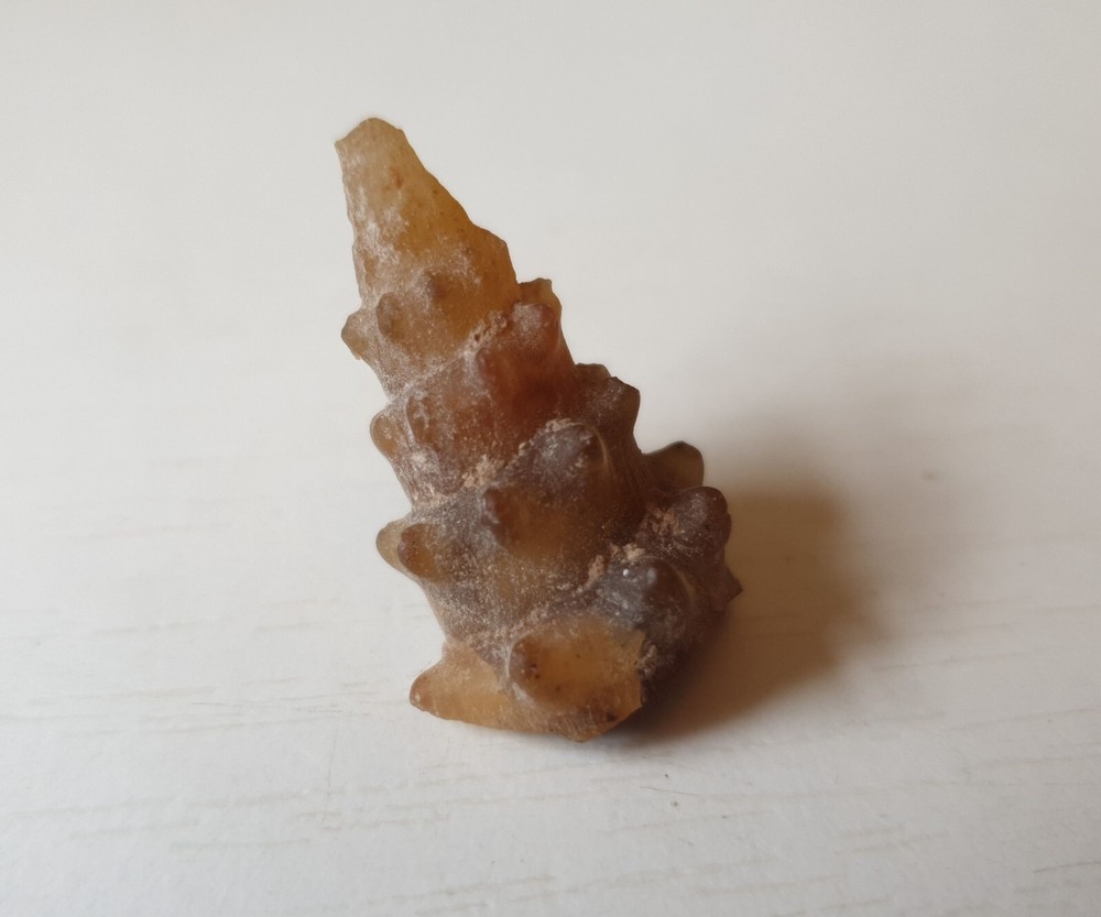 Spiny Knobbly Chalcedony  Agate Fossils Snails Shell
