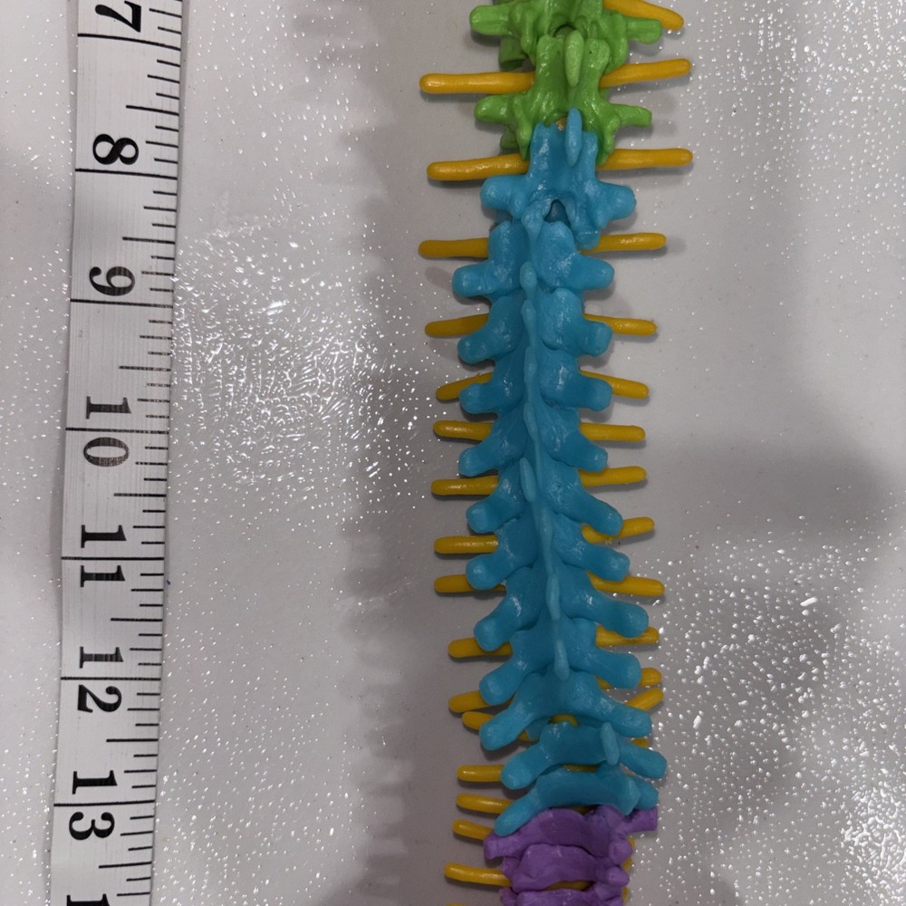 Human Spine Model Skeleton Model Anatomical Model
