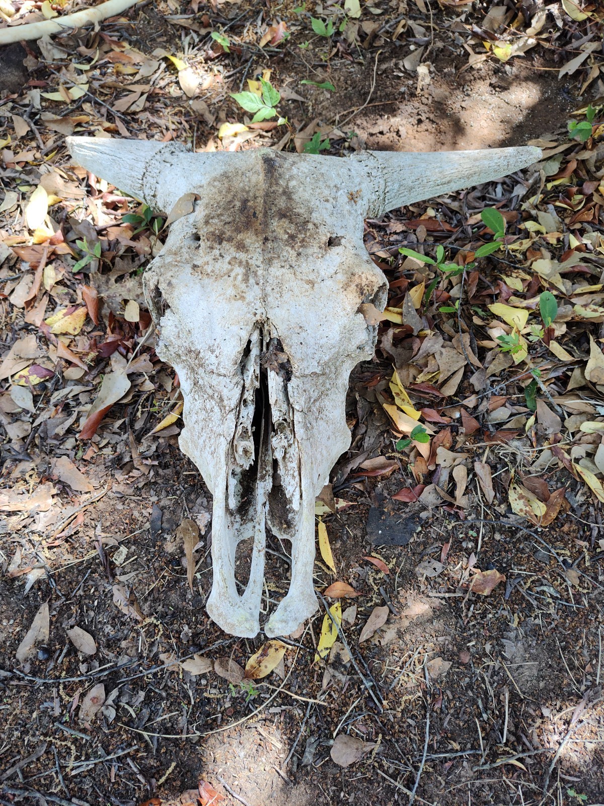 Cattle Skull With Horns Texas