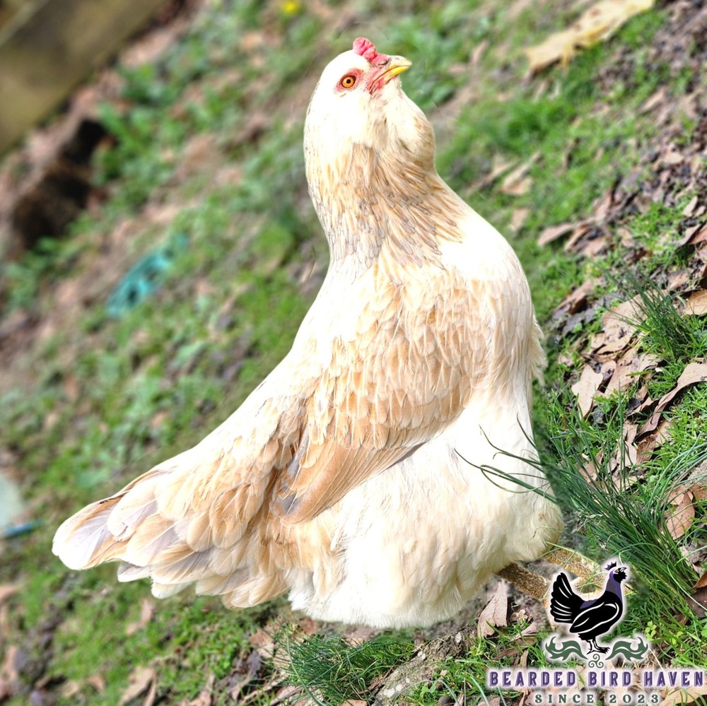 Easter Egger Hatching Eggs X6 (NPIP Certified: AI/PT Clean) + EXTRA