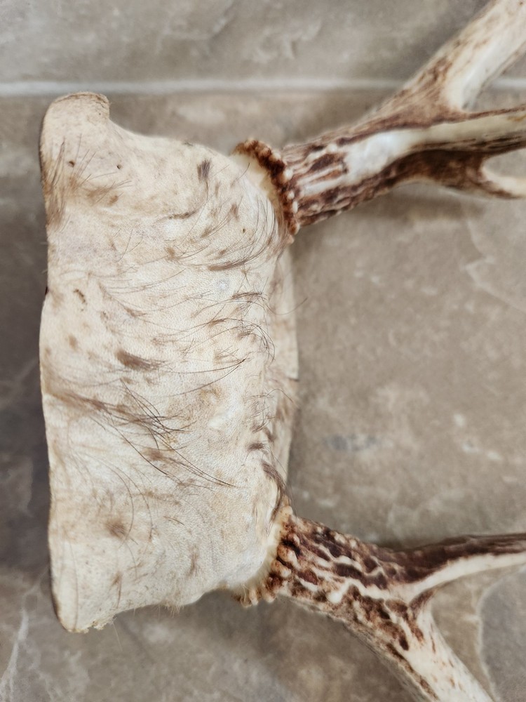8 Point White Tail Deer Antlers Skull Cap