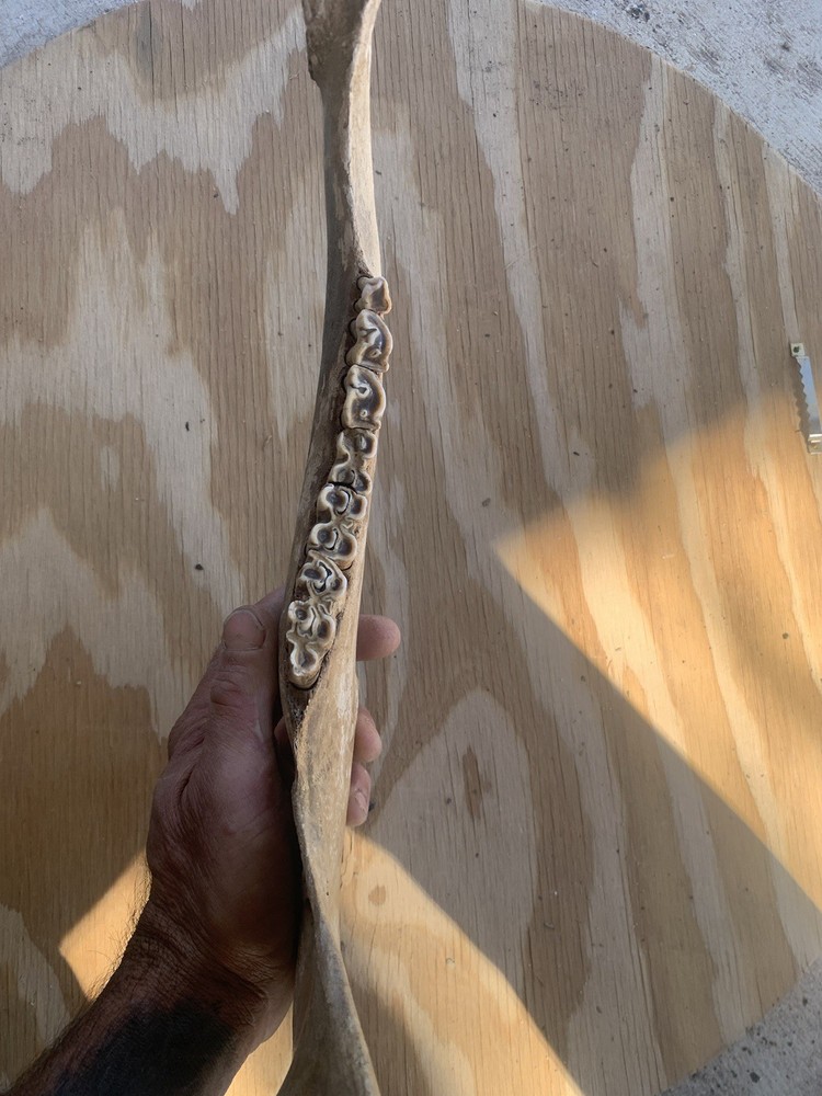 Fossilized Bison Jaw Bone