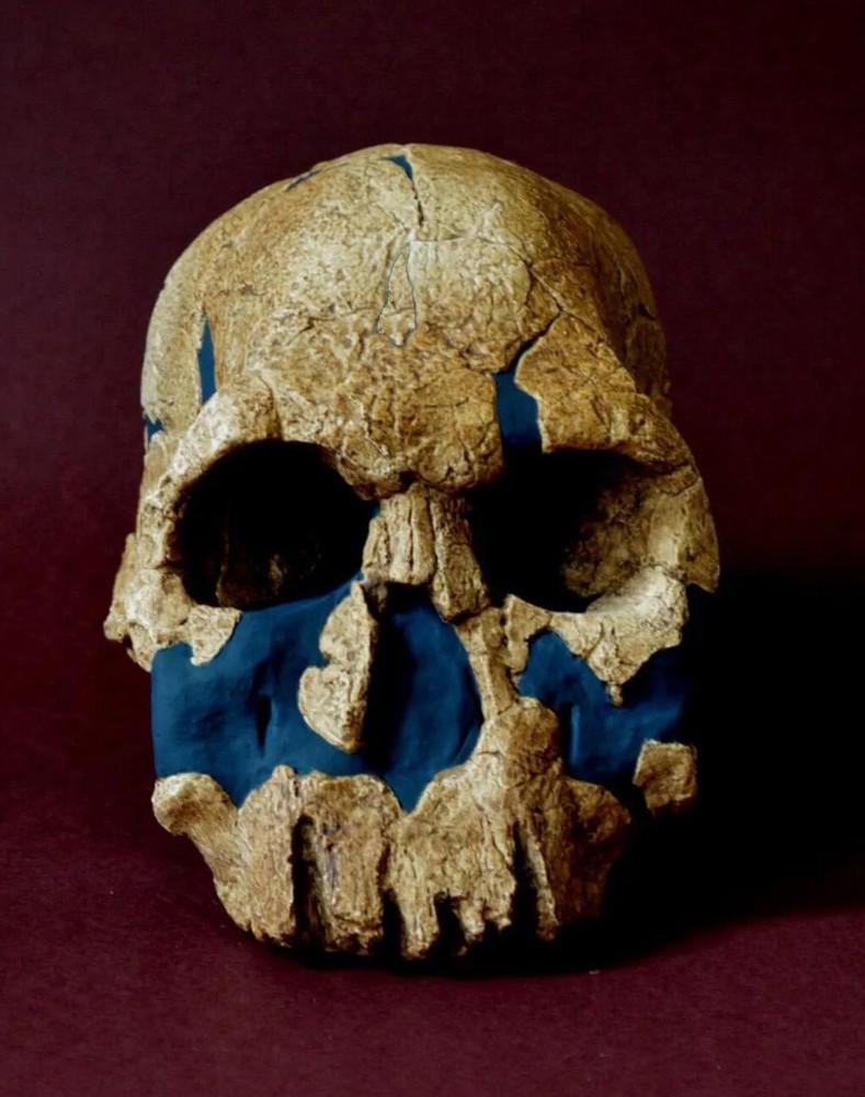 Homo Rudolfensis Skull Replica