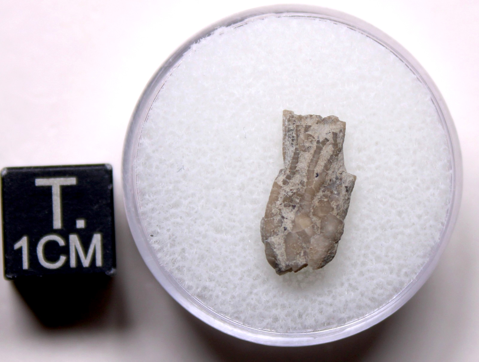 Dendrocrinus Crinoid Fossil Ordovician Kentucky Lexington Limestone