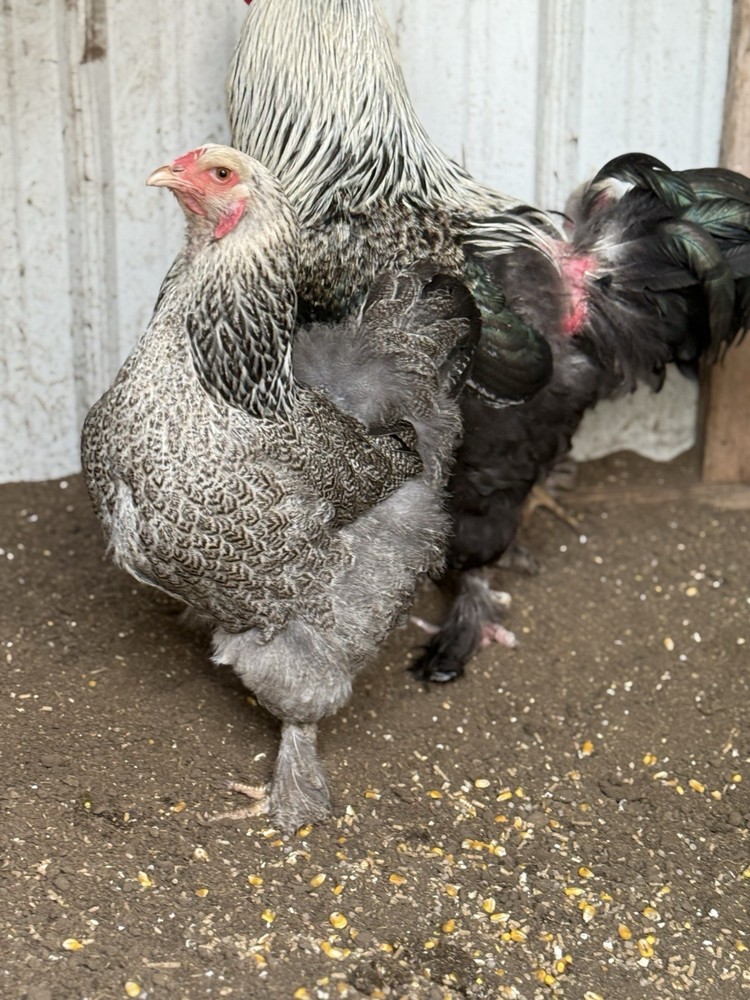 6+ Dark Brahma Hatching eggs! NPIP