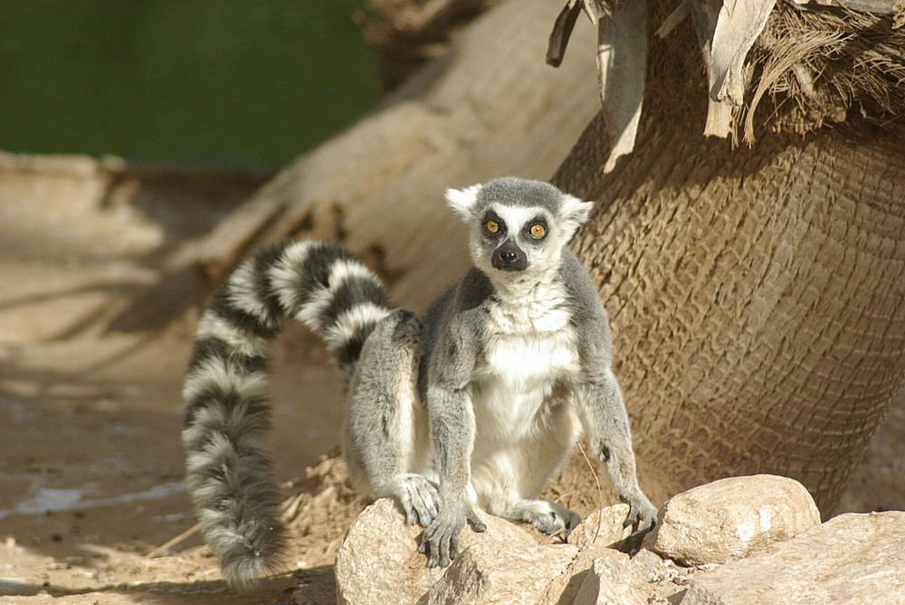 Ring Tailed Lemur Taxidermy Reference Photo Cd