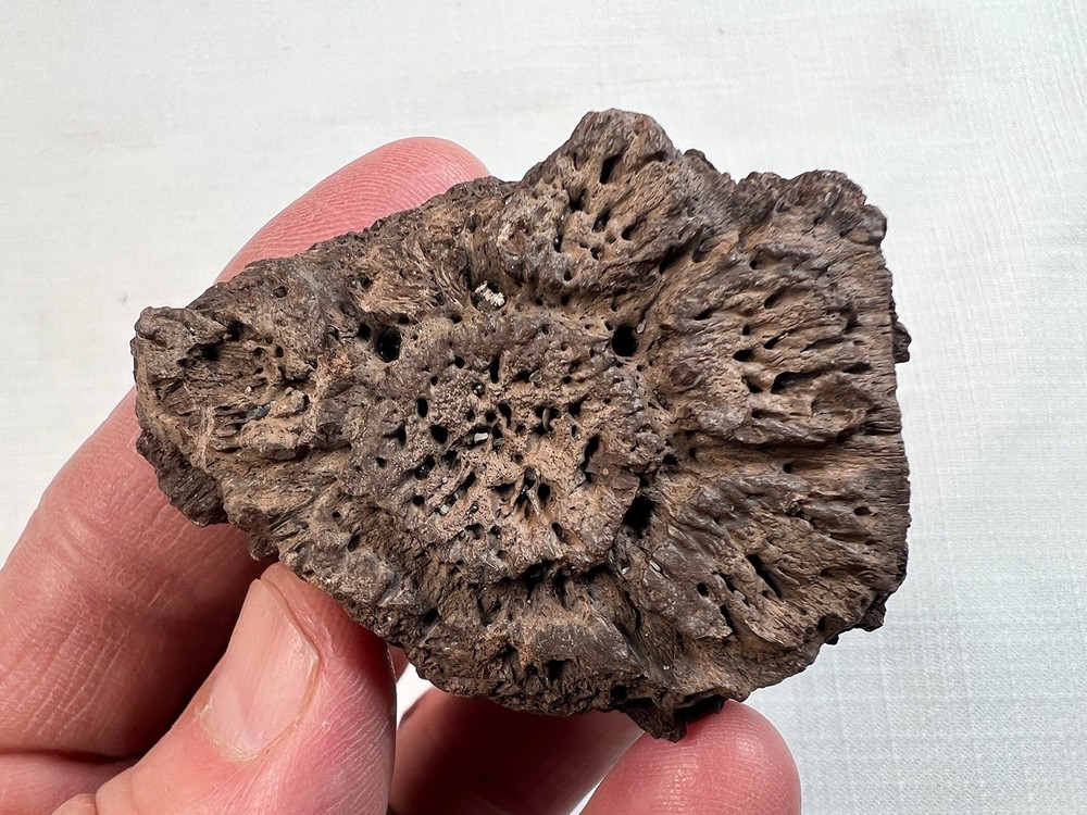 QUALITY GLYPTODON SCUTE FOSSIL ROSETTE PLEISTOCENE ICE AGE FLORIDA