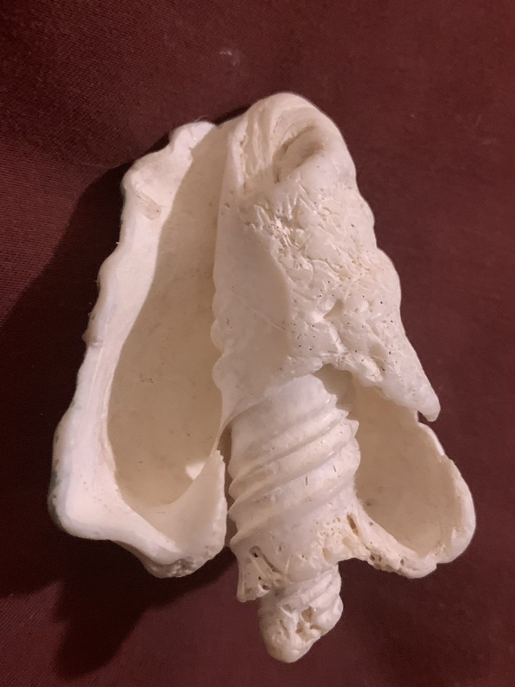 Lot Of 16 Fossilized Shells