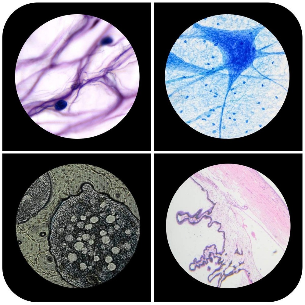 Plastic Prepared Microscope Slides for Kids, 60pcs Animals Insects Plants Flo...