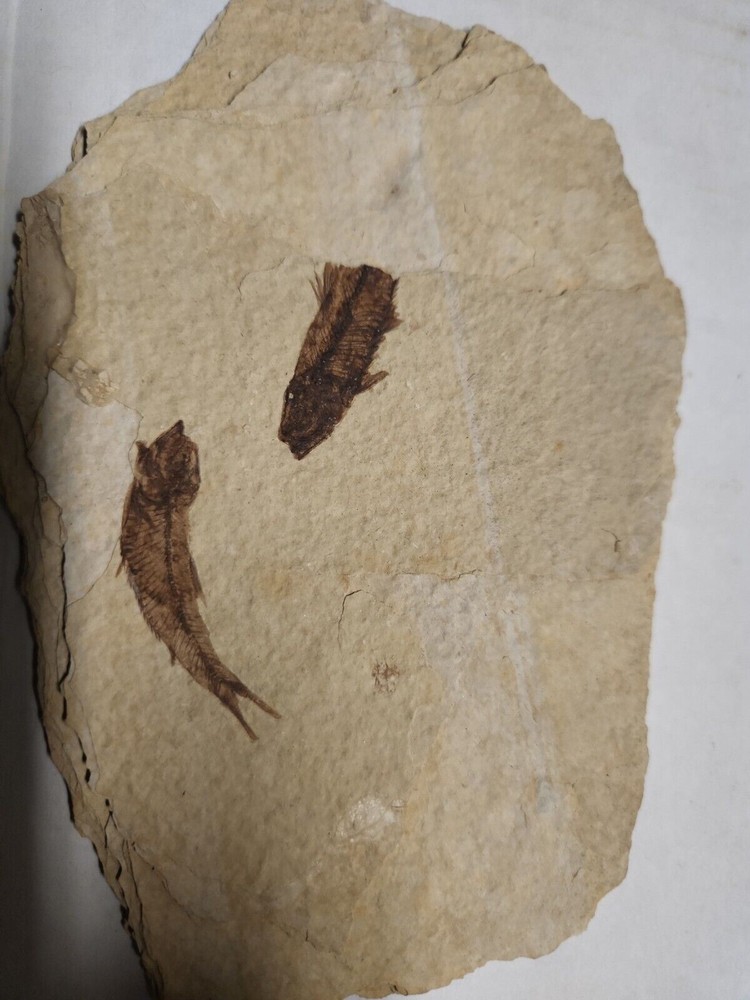 Fish Fossils in Shale
