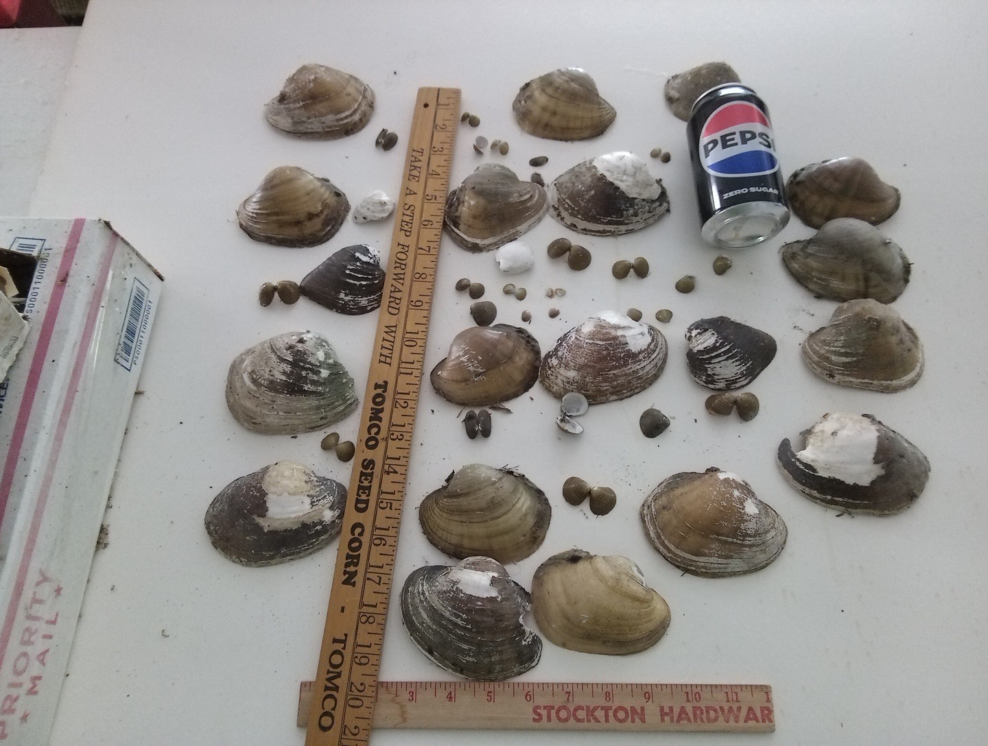 Lot Of Mississippi River Clam Shells,Mother of Pearl,Crafts,Aquariums