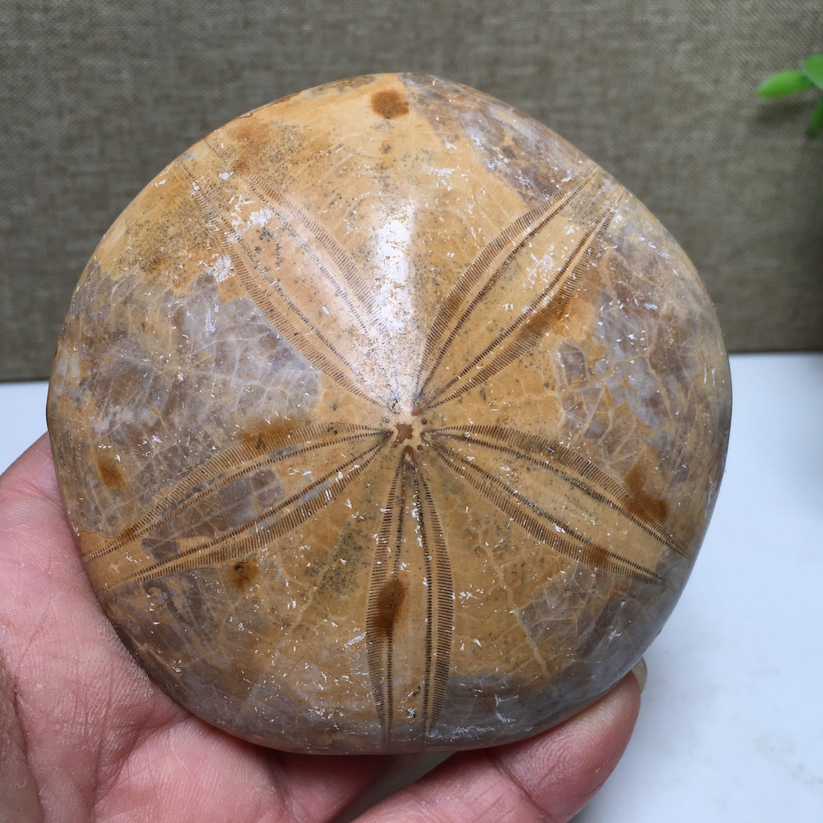 174g Natural Polished sand dollar Crystal Specimen fb770