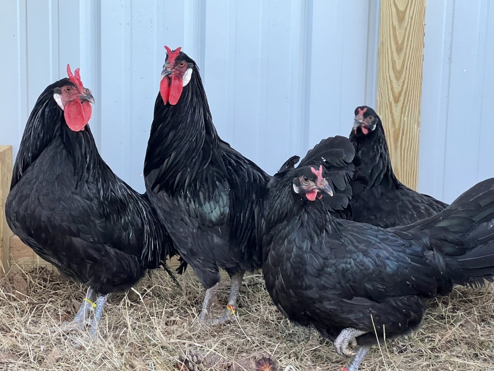 Assorted Large Fowl Hatching Eggs—Exhibition Line