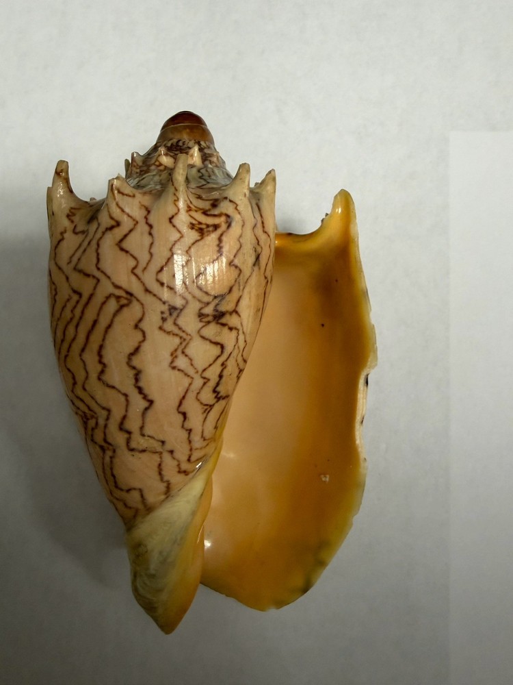 Volute Sea Shell 5-6” Zig Zag Pattern Natural Ocean Shell Coastal Decor