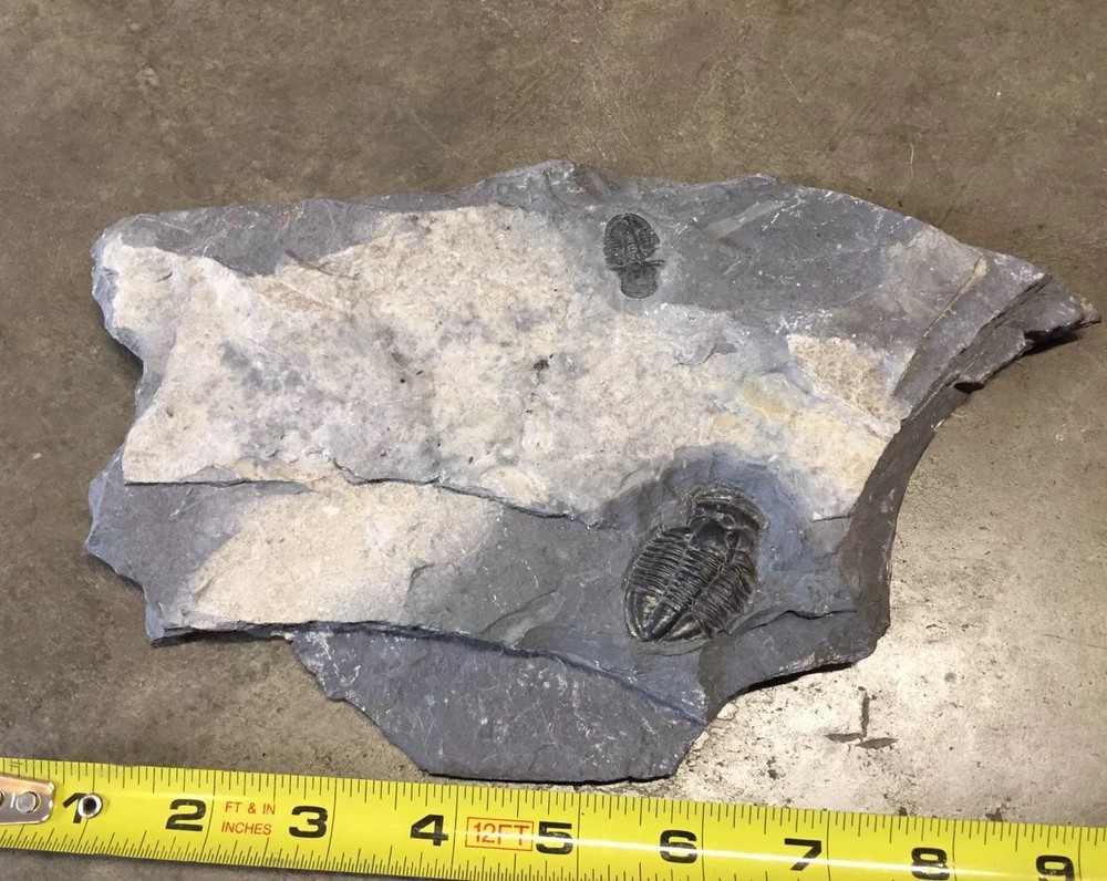 Double Trilobite Fossil Grey Rock Specimen