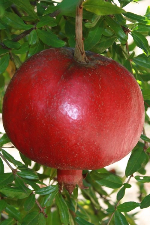 1 Parfianka Pomegranate  Tree Punica granatum Starter Plant