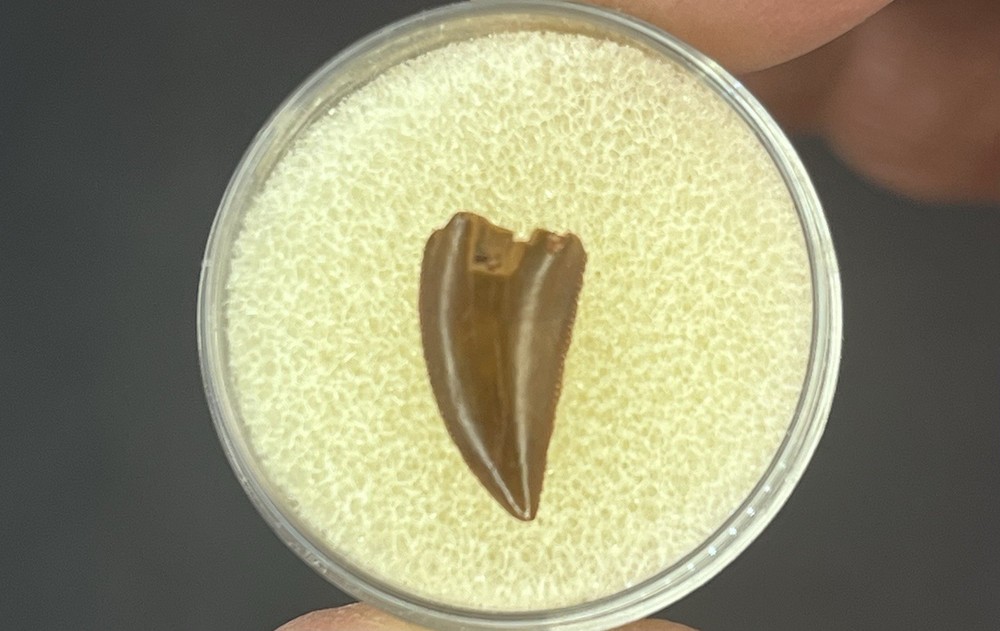 Abelisaur Tooth