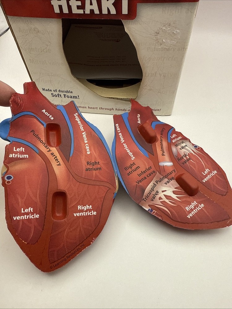 Learning Resources Cross Section HEART Model Soft Foam Grades 2+
