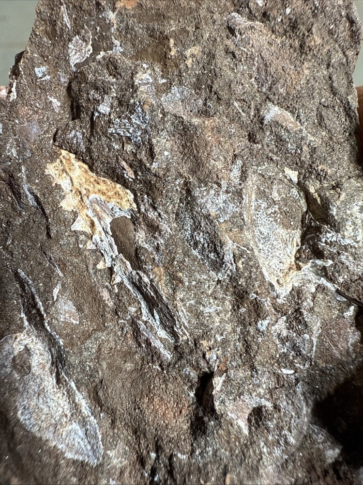 Fossil Placoderm