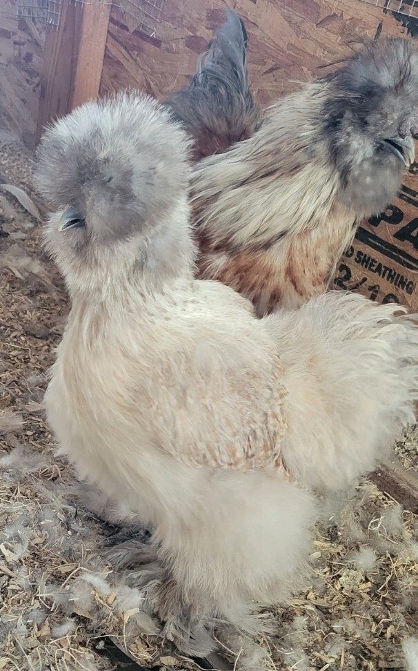 (6) Show Quality Silkie Bearded & Crested Fertile Hatching Eggs, Shipped in Foam