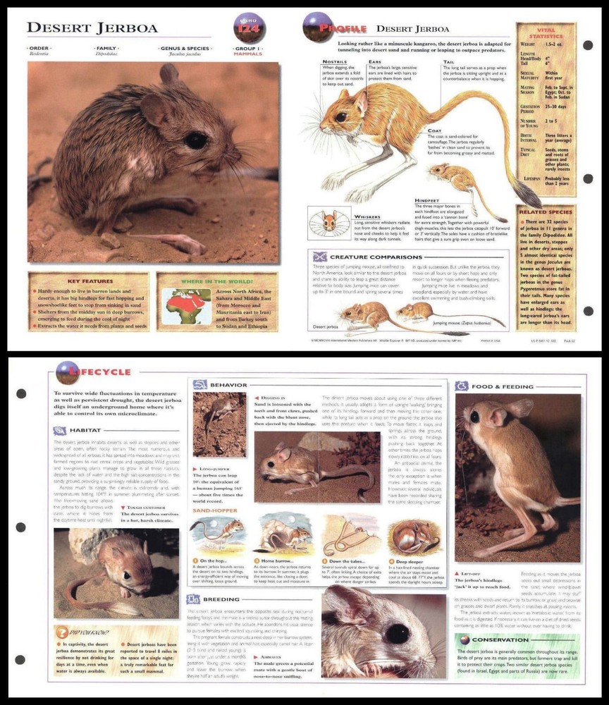 Fold-Out Sheet - Desert Jerboa - 124
