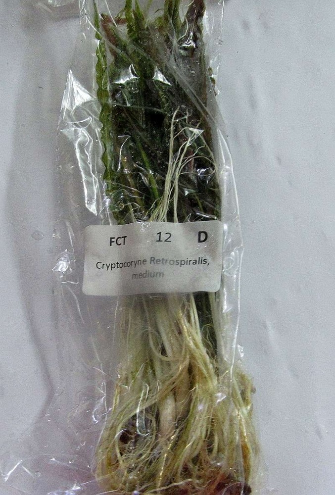 12 crypt undulata and 12 crypt retrospiralis plants