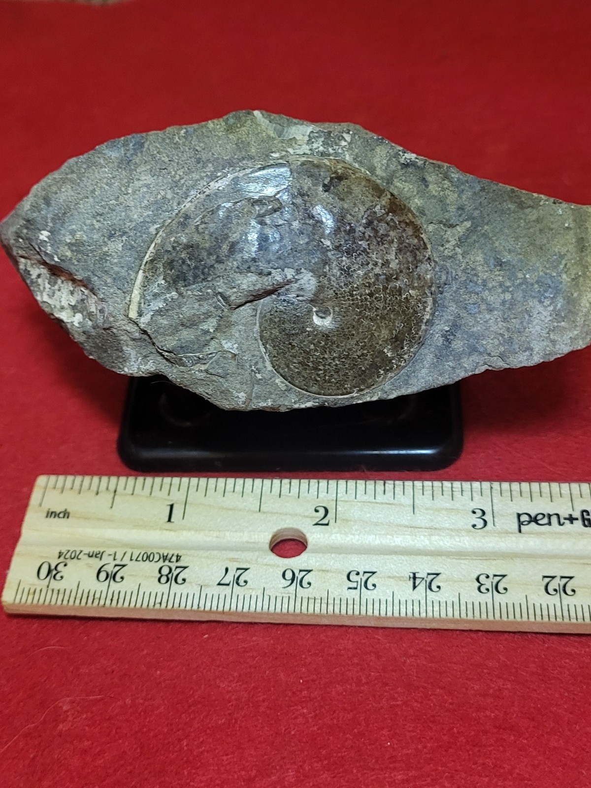 Sphenodiscus Lenticularis Ammonite Cretaceous Fox Hills Formation SD