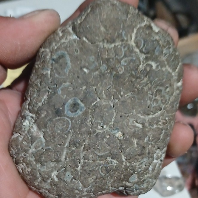 Fossilized Stone with Visible Shell Impressions and Fossil Patterns, 12cm
