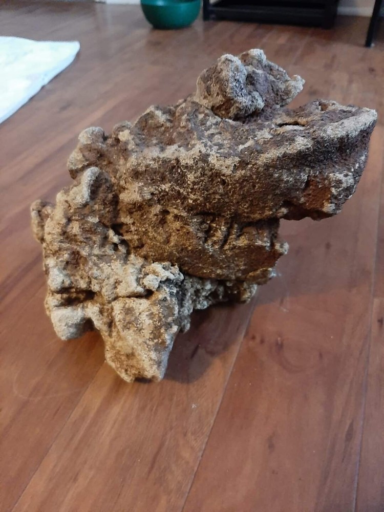 fossil snake sandstone and bone found Fort Mill SC 